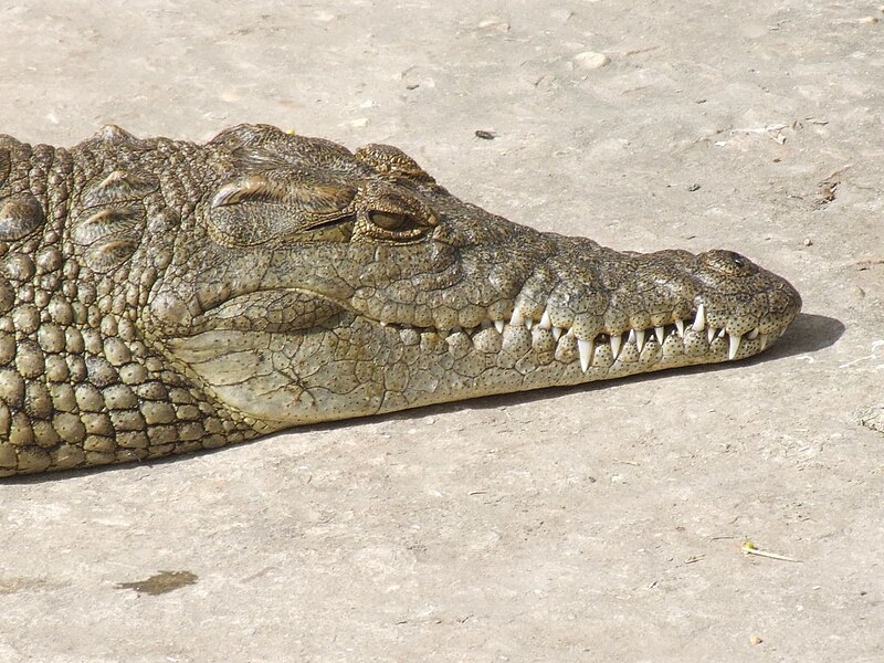 Crocodile Creek