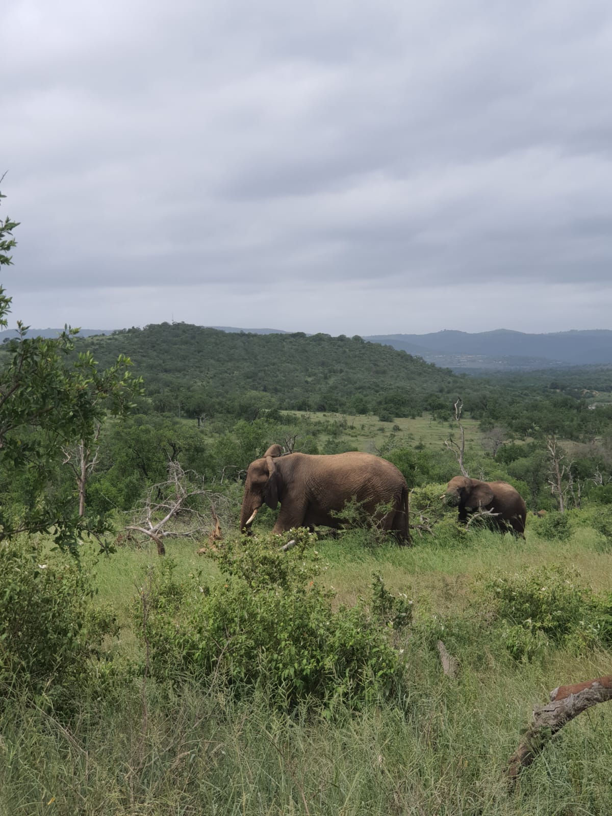 Hluhluwe-Imfolozi Park