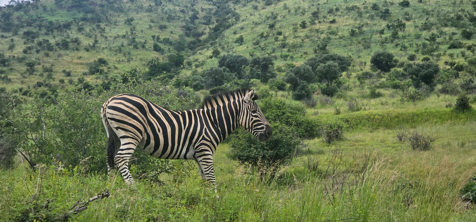 Tala Collection Game Reserve