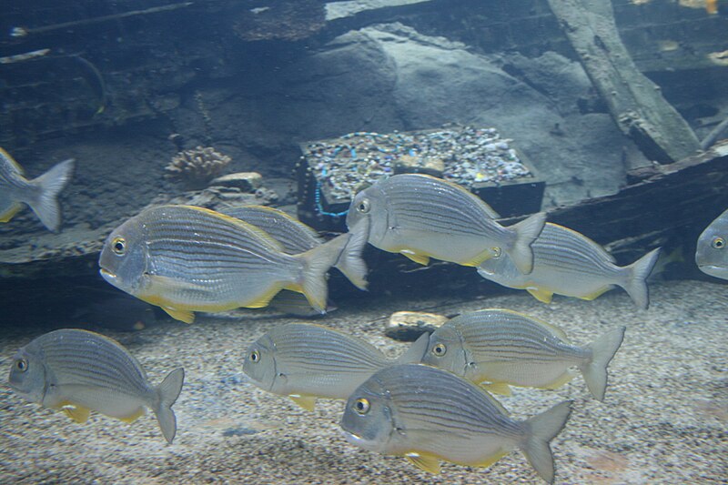 uShaka Marine World