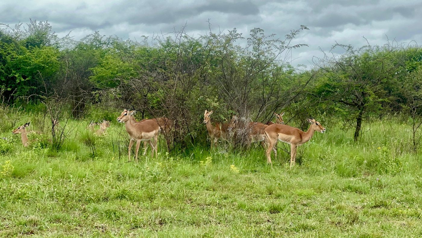 Impala herd in the grassland