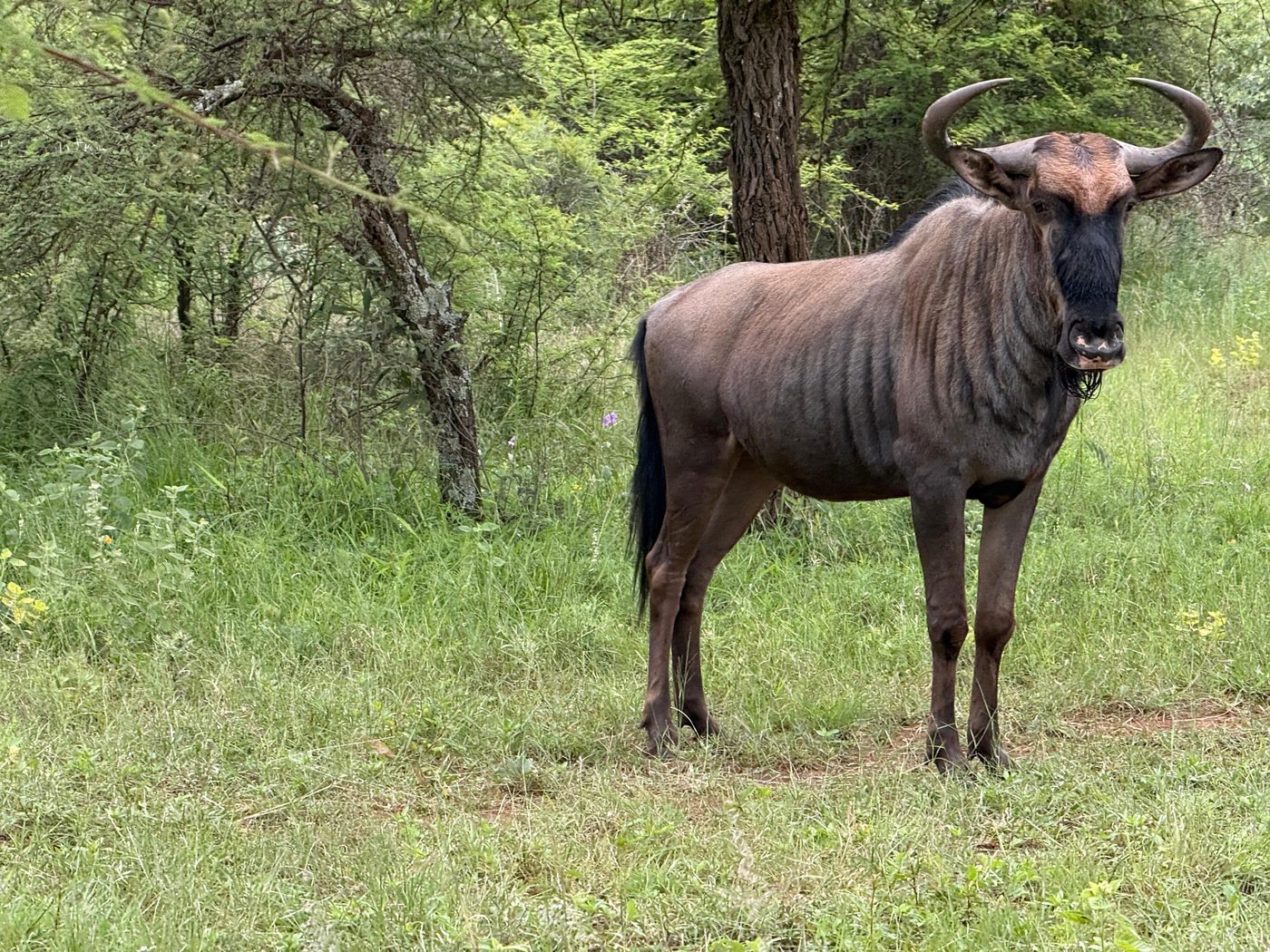 Wildebeest portrait on safari