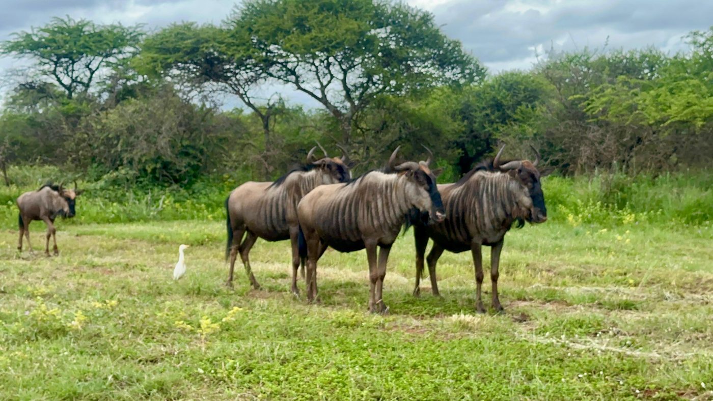Wildebeest herd on safari with Sanbonani Tours