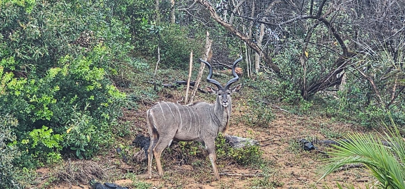Kudu bull spotted on safari